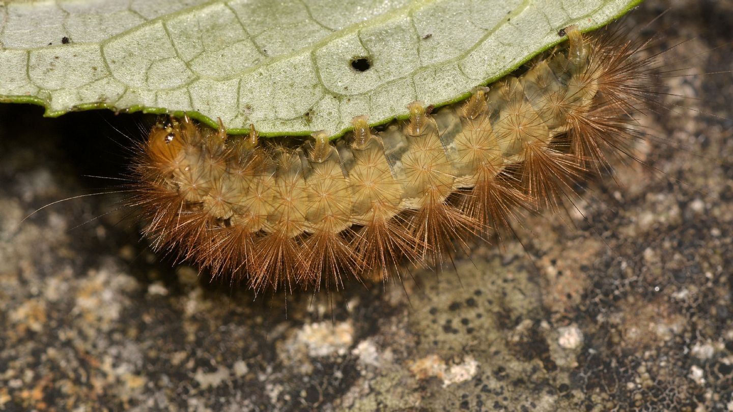 Larva di ?