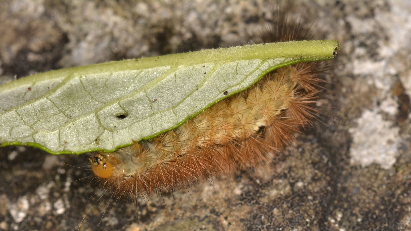 Larva di ?