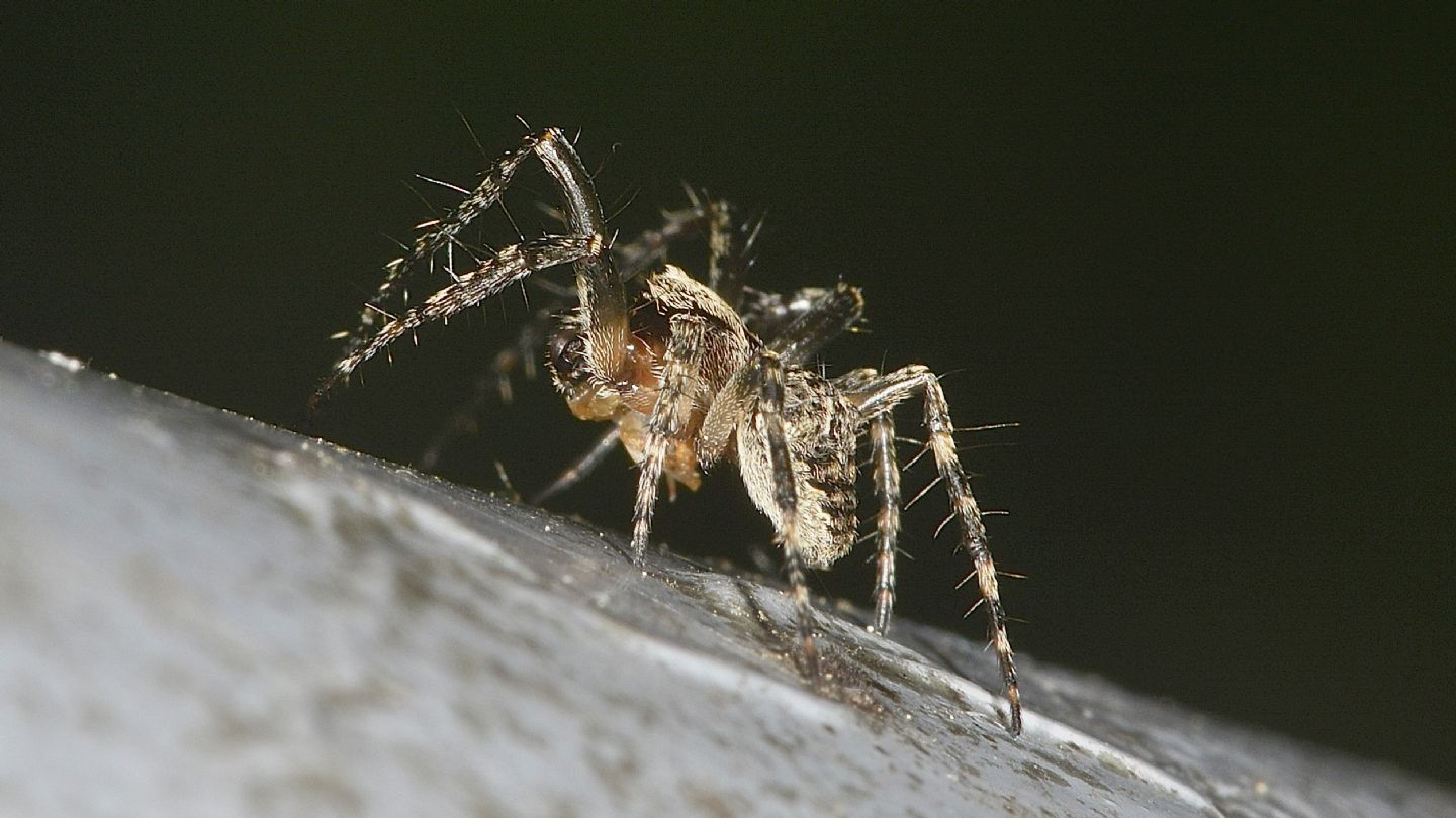 Araneidae da ID