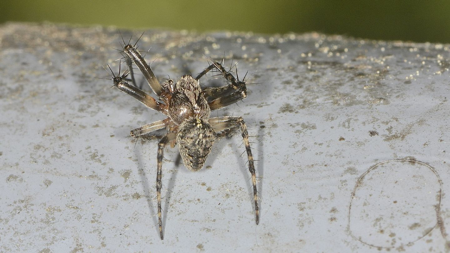 Araneidae da ID