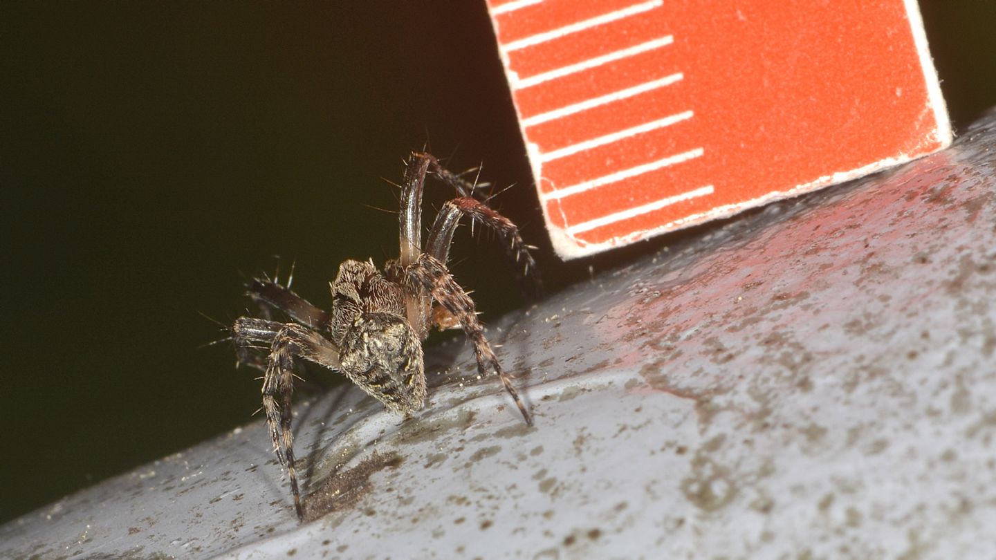 Araneidae da ID