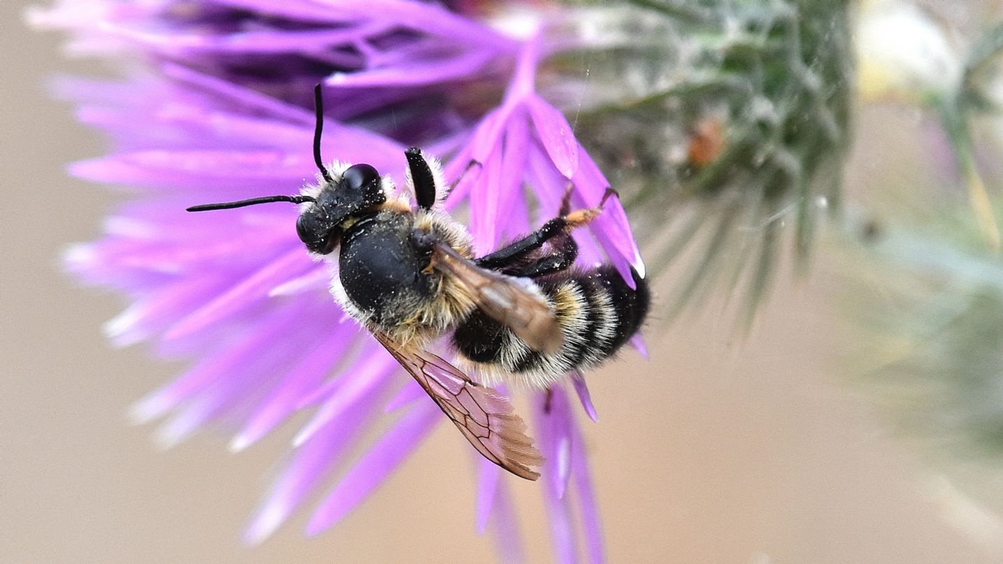 Megachilidae: maschio di Megachile parietina