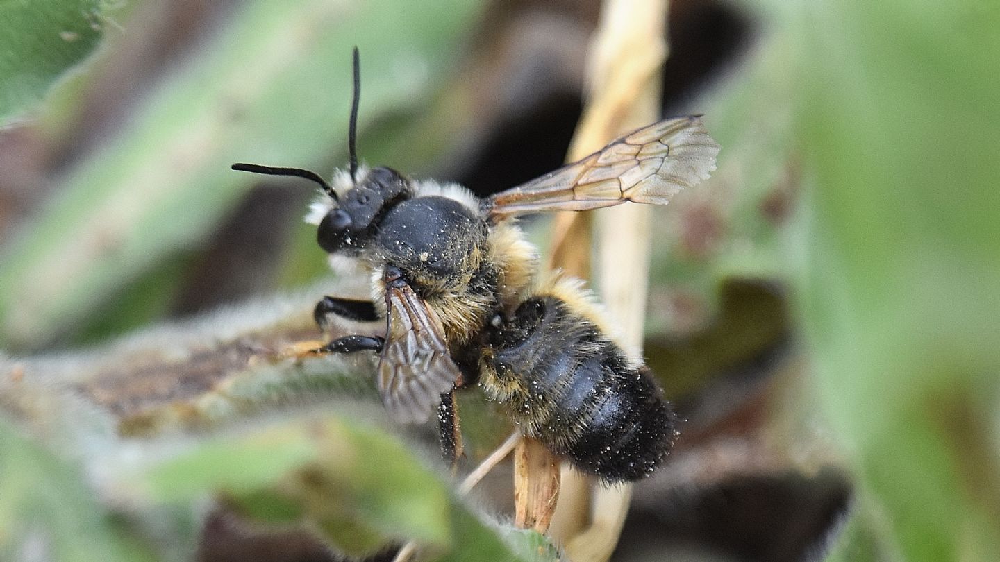 Megachilidae: maschio di Megachile parietina