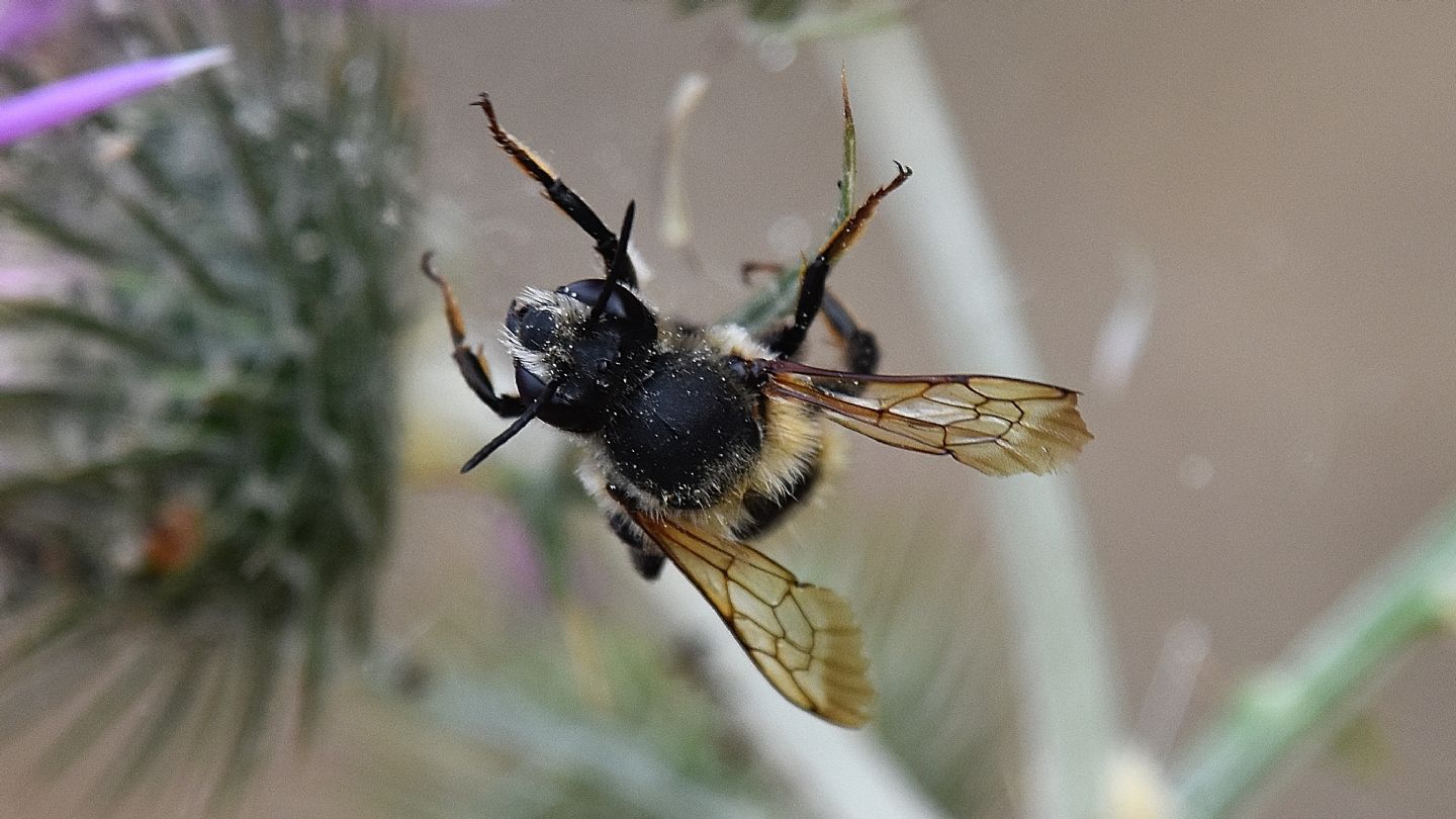 Megachilidae: maschio di Megachile parietina