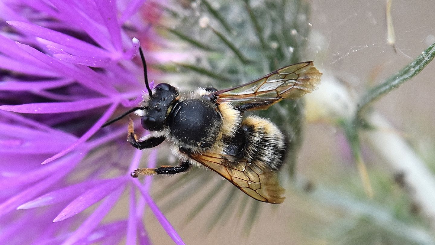 Megachilidae: maschio di Megachile parietina