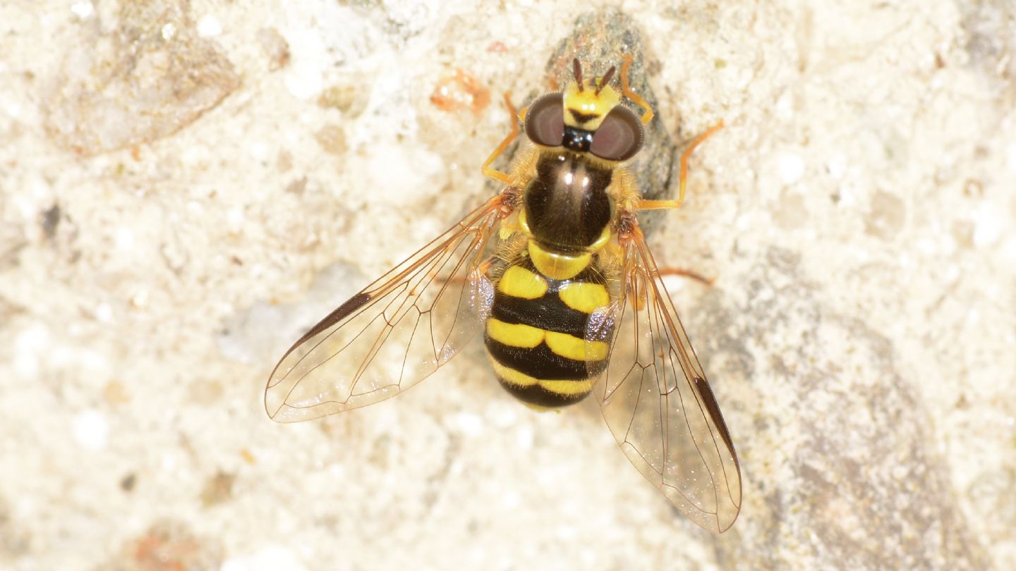 Syrphidae