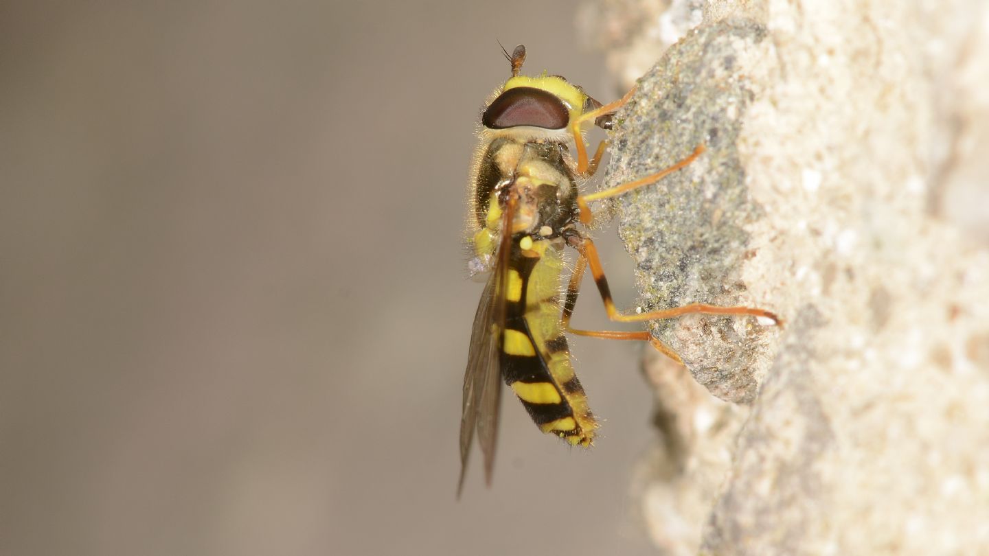 Syrphidae