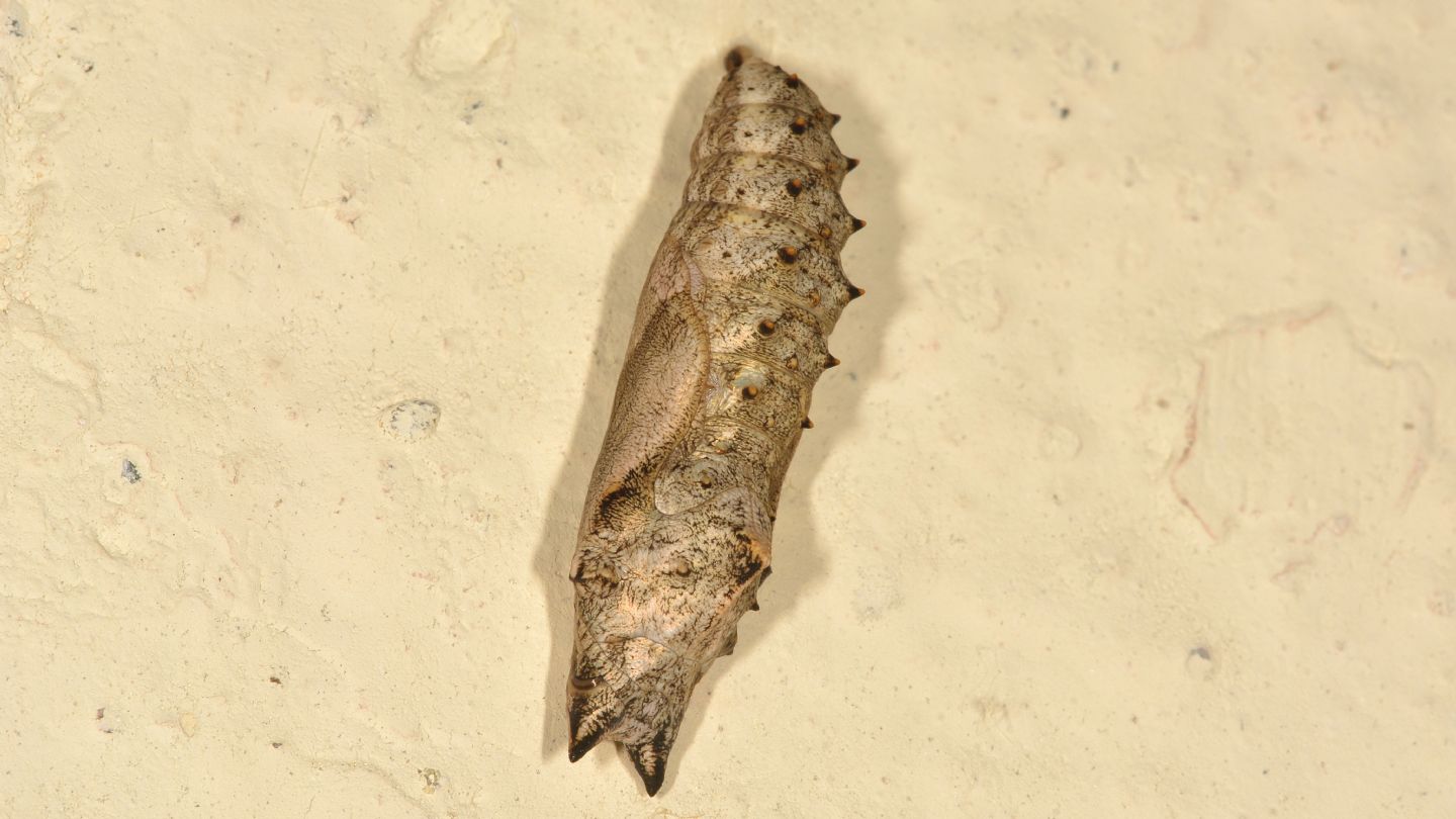 Crisalide di Nymphalidae ?