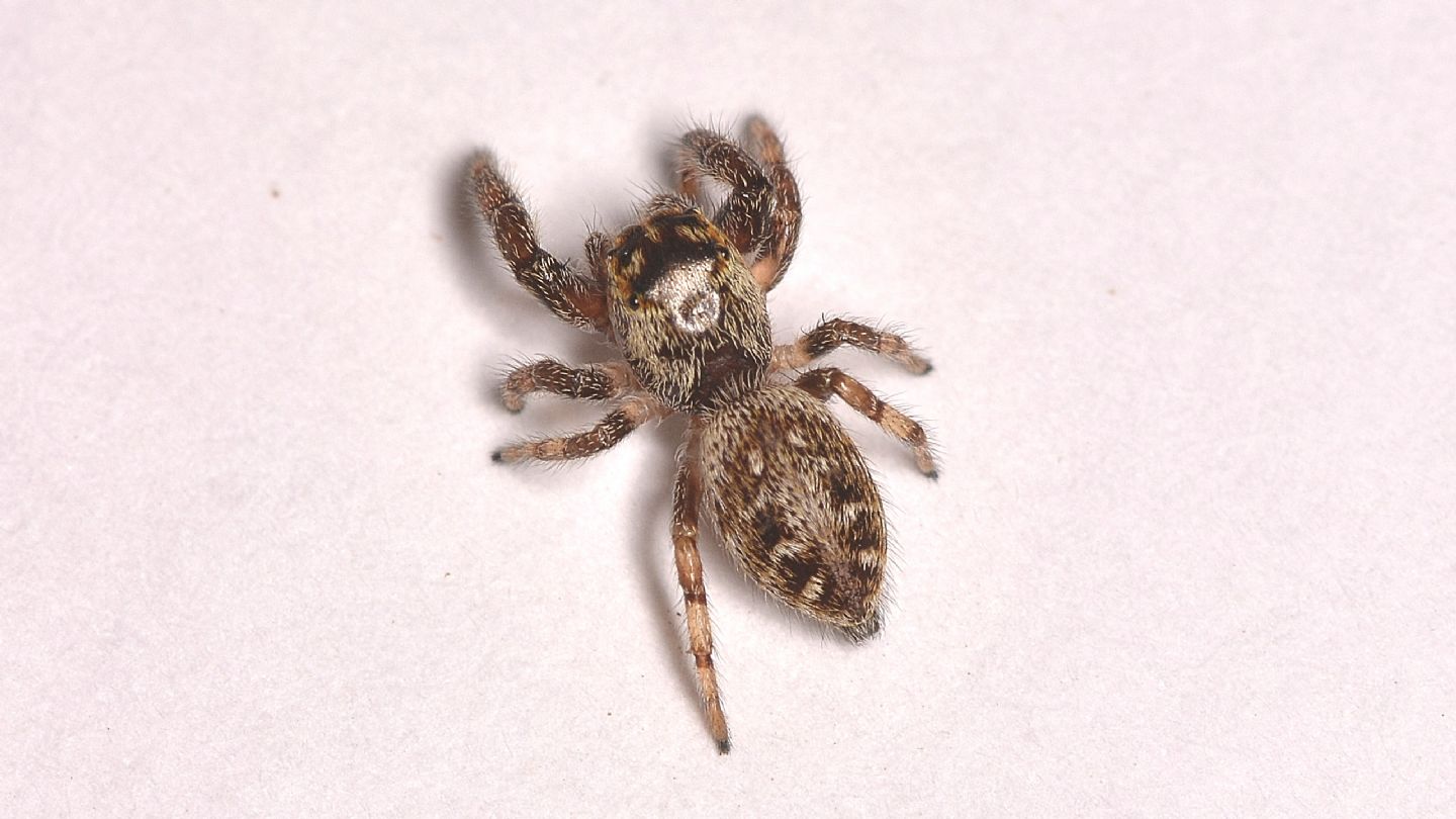 Salticidae