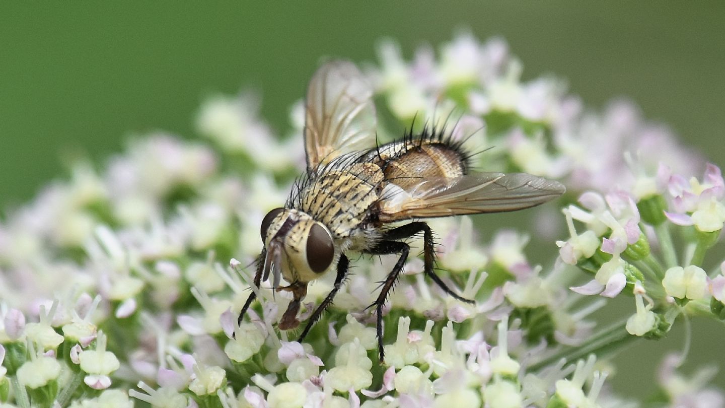 Frontina laeta ?