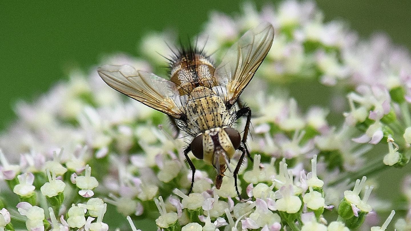 Frontina laeta ?