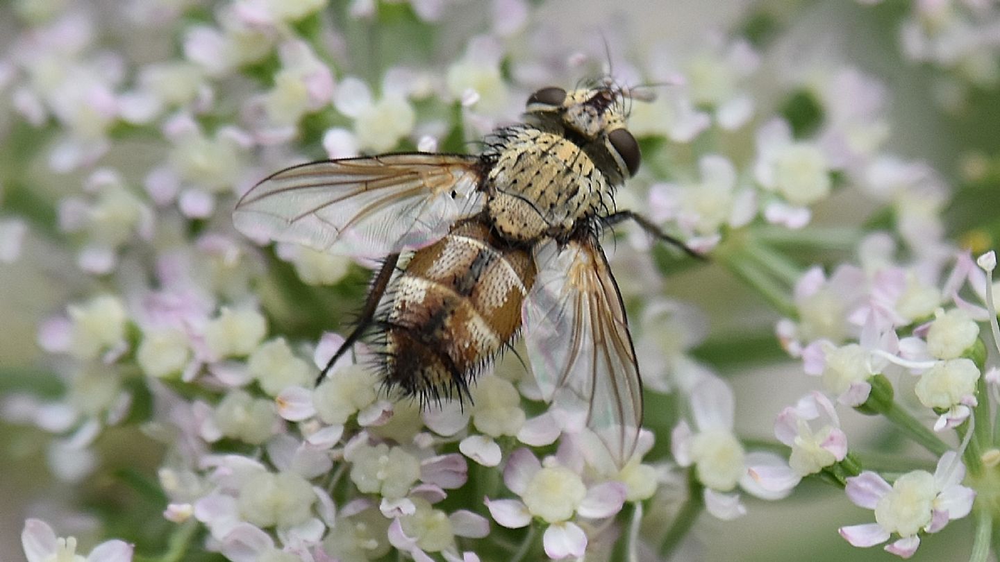 Frontina laeta ?