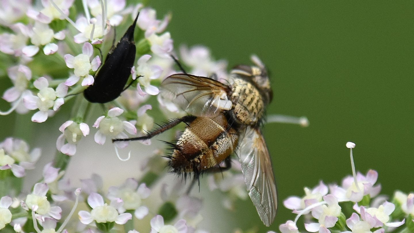 Frontina laeta ?