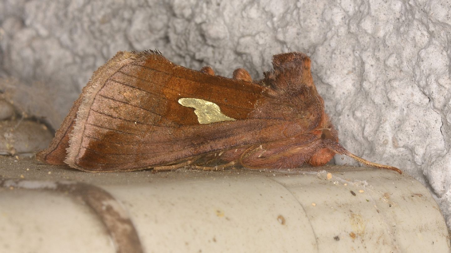 Autographa bractea - Noctuidae