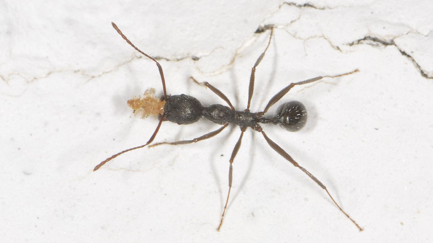 formica Aphaenogaster ?