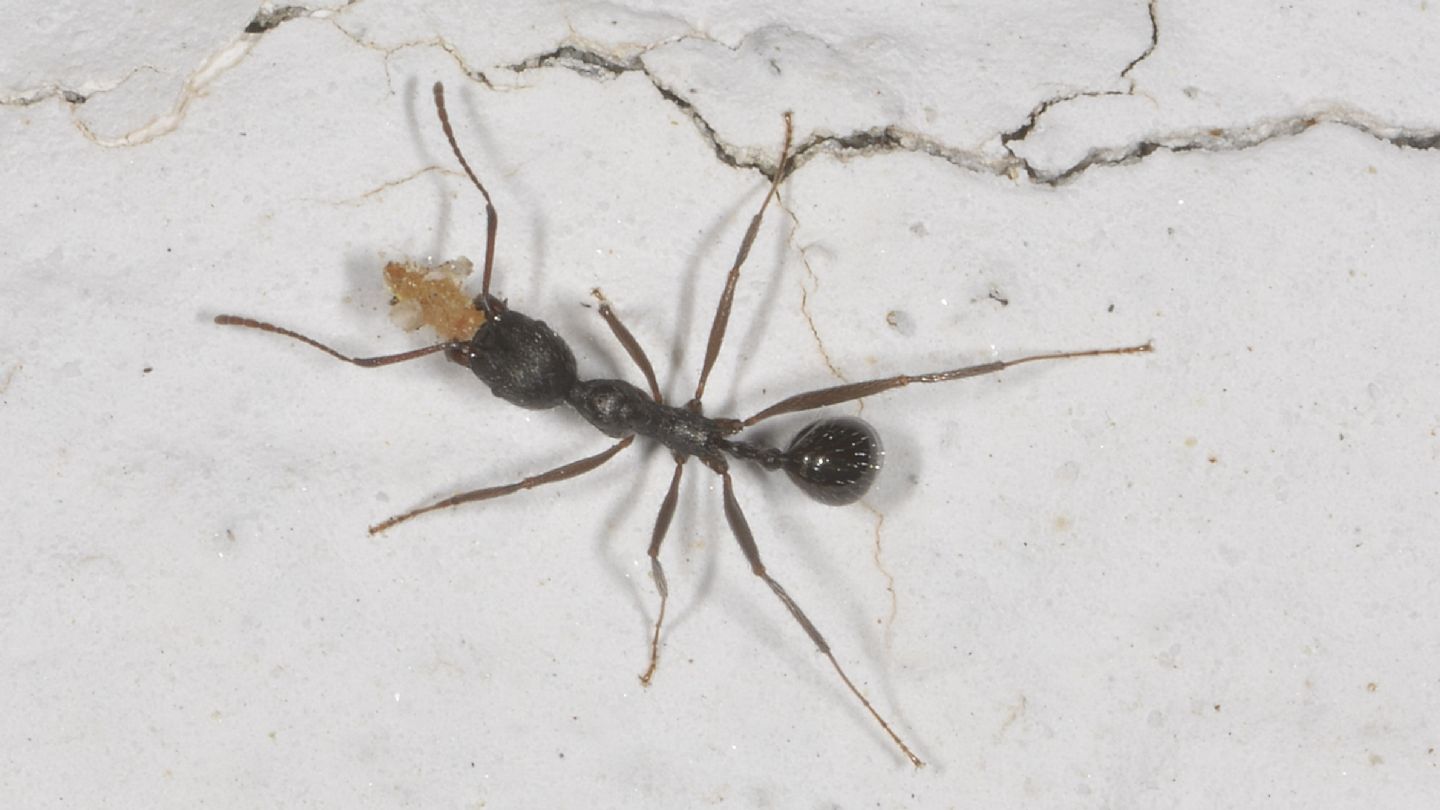 formica Aphaenogaster ?