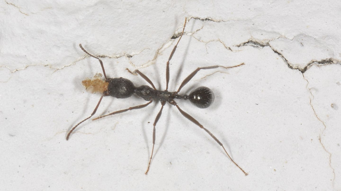 formica Aphaenogaster ?