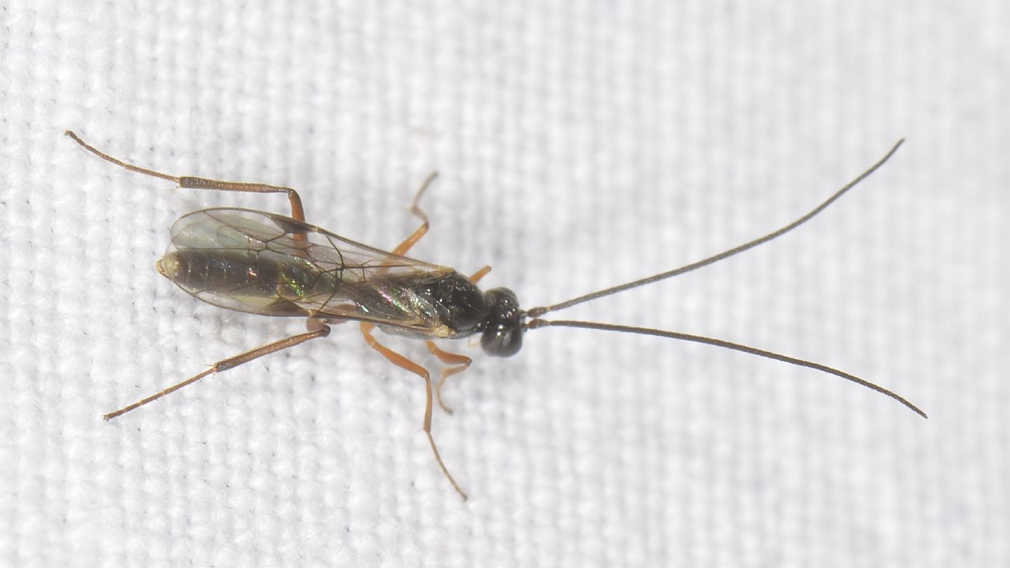 Braconidae ?