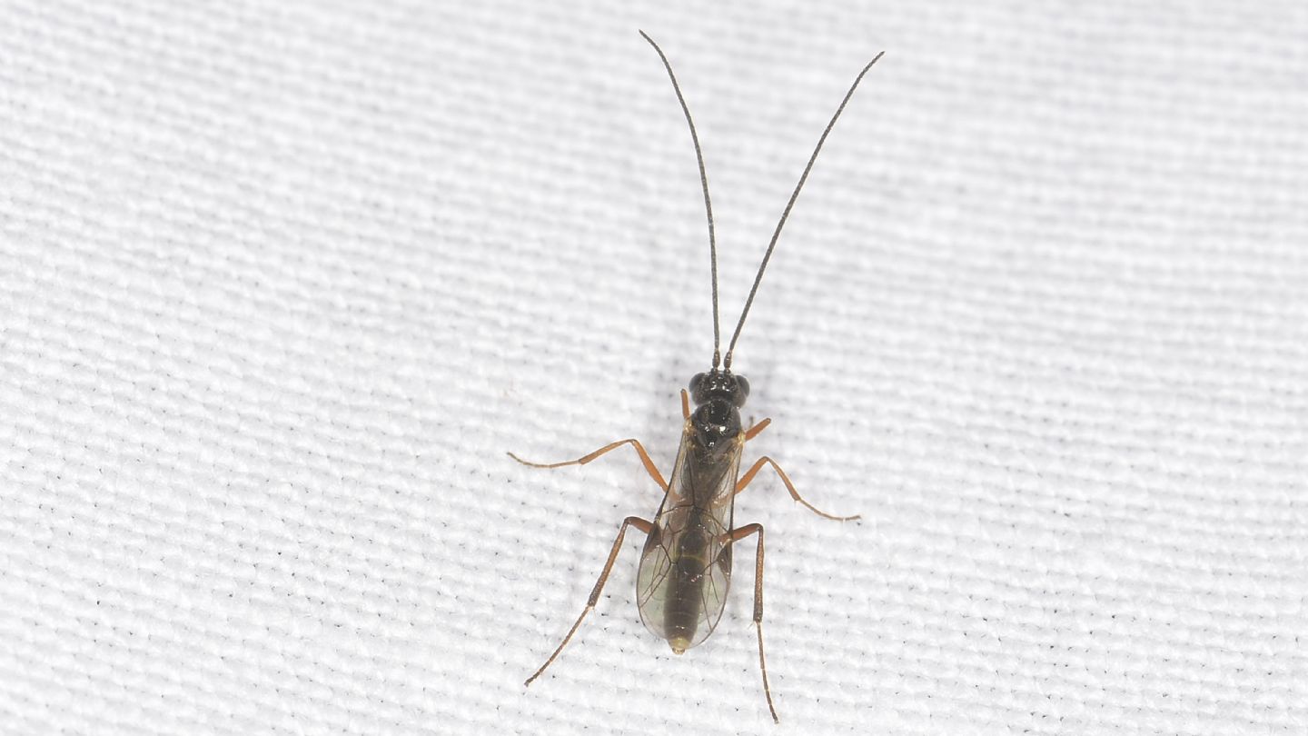 Braconidae ?