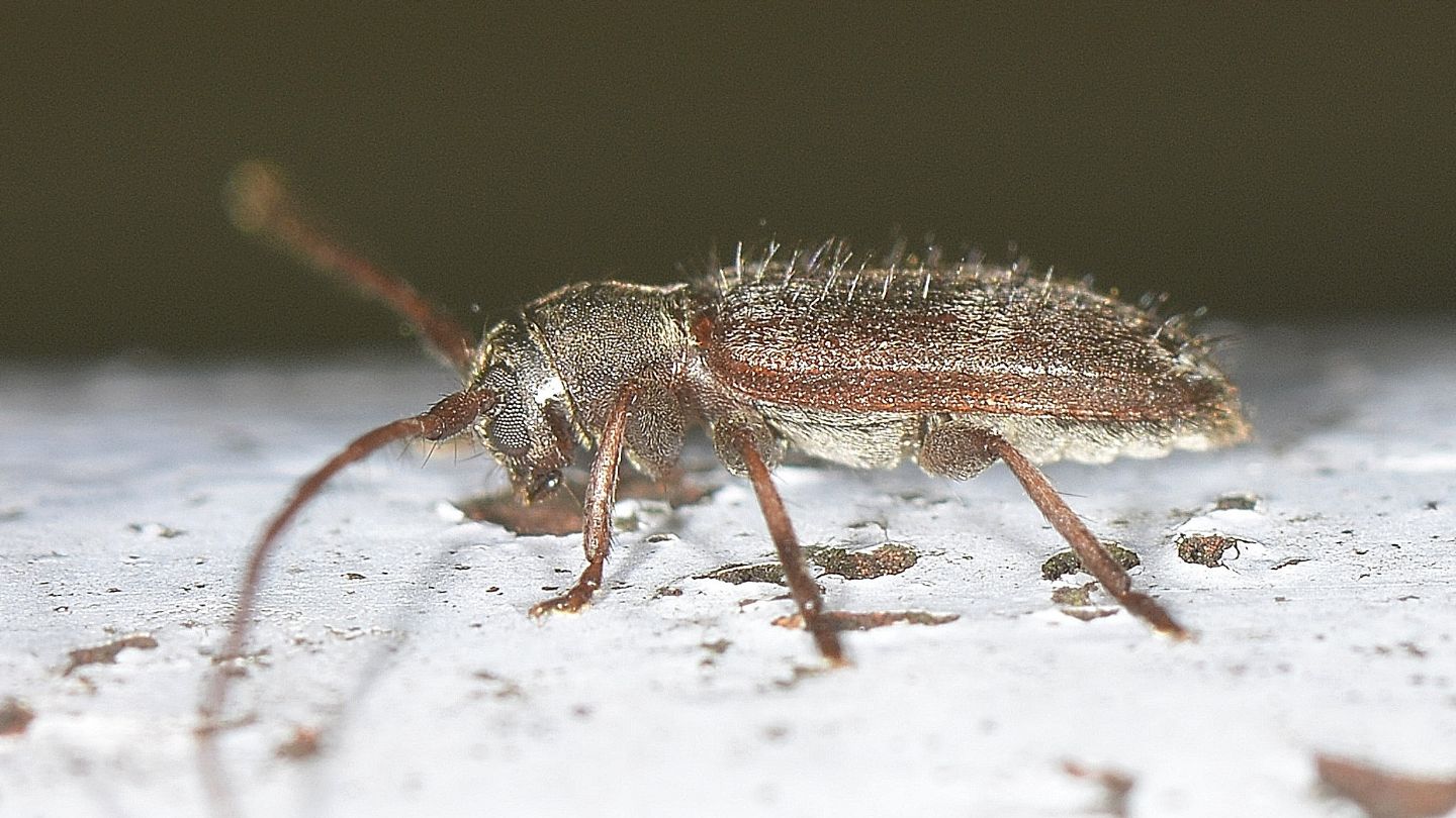 Cerambycidae: Exocentrus lusitanus (cfr.)