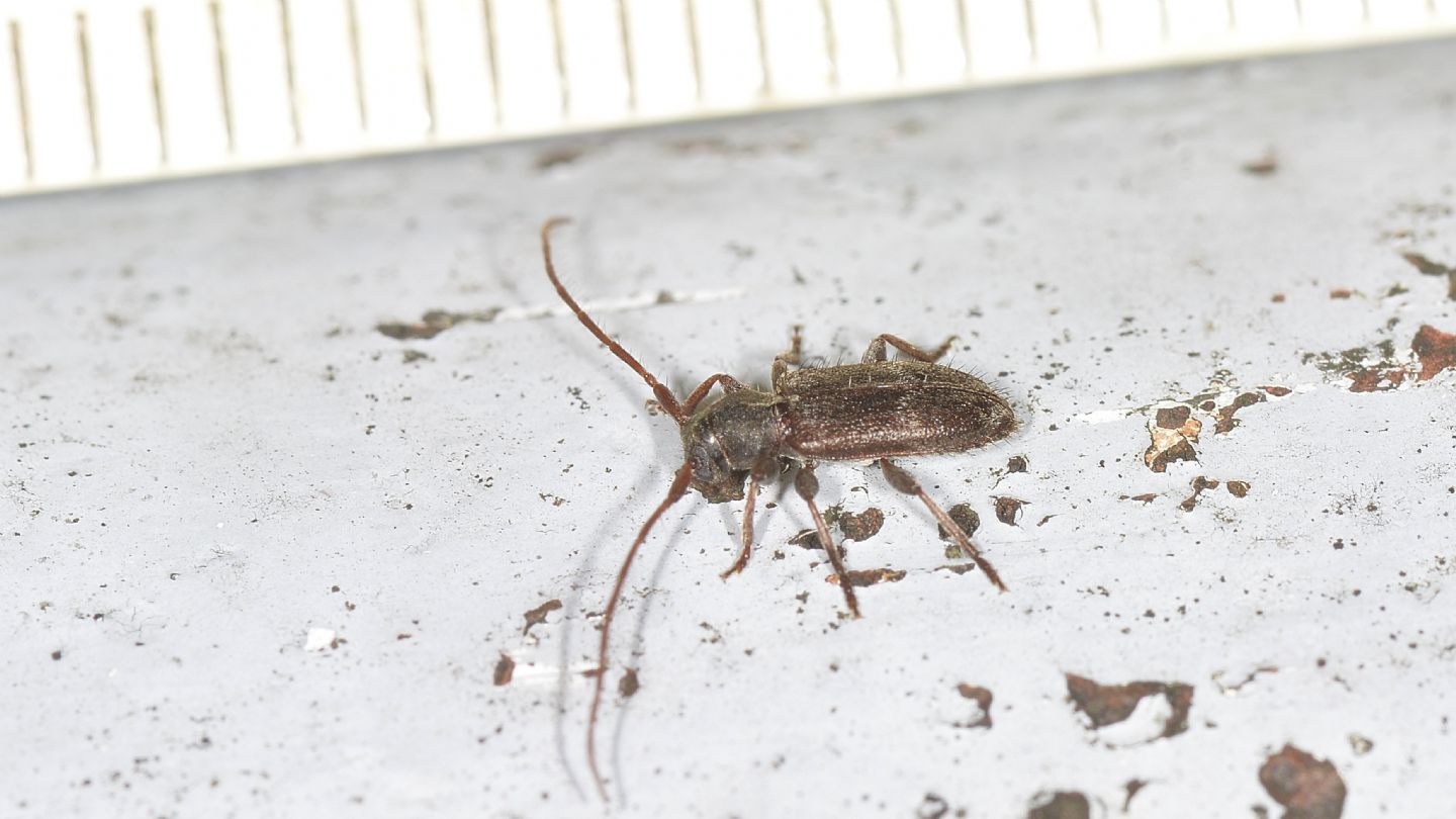 Cerambycidae: Exocentrus lusitanus (cfr.)