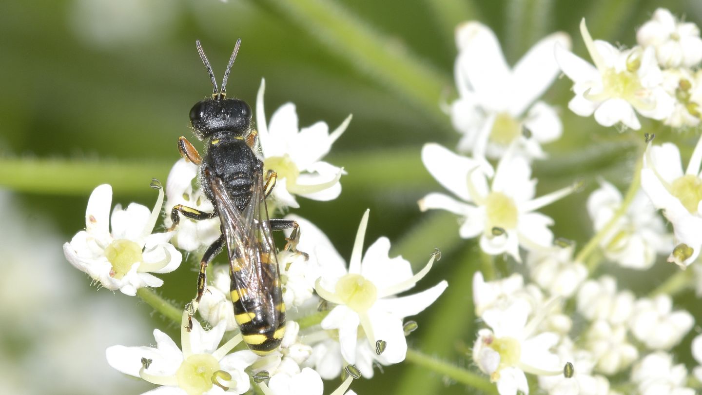 Crabronidae: Ectemnius sp.