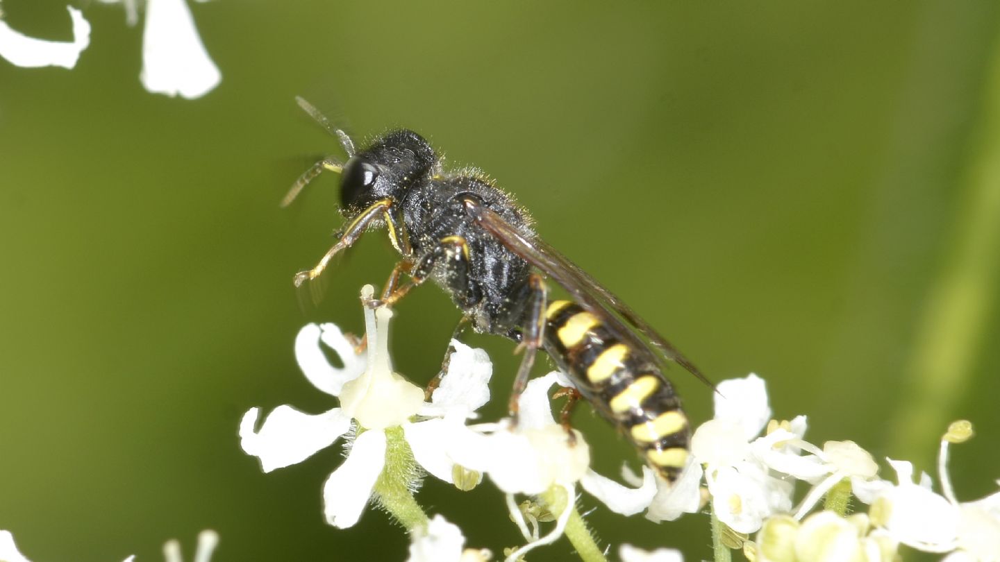 Crabronidae: Ectemnius sp.