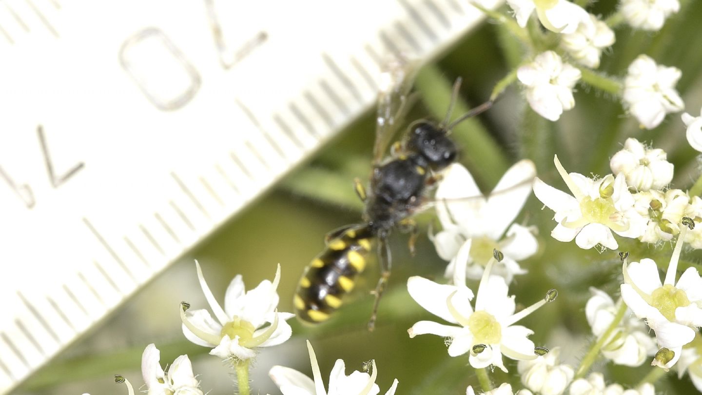 Crabronidae: Ectemnius sp.