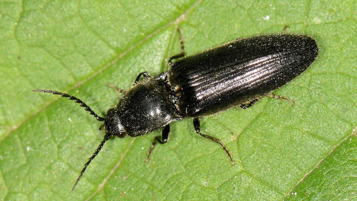 Elateridae: Hemicrepidius hirtus