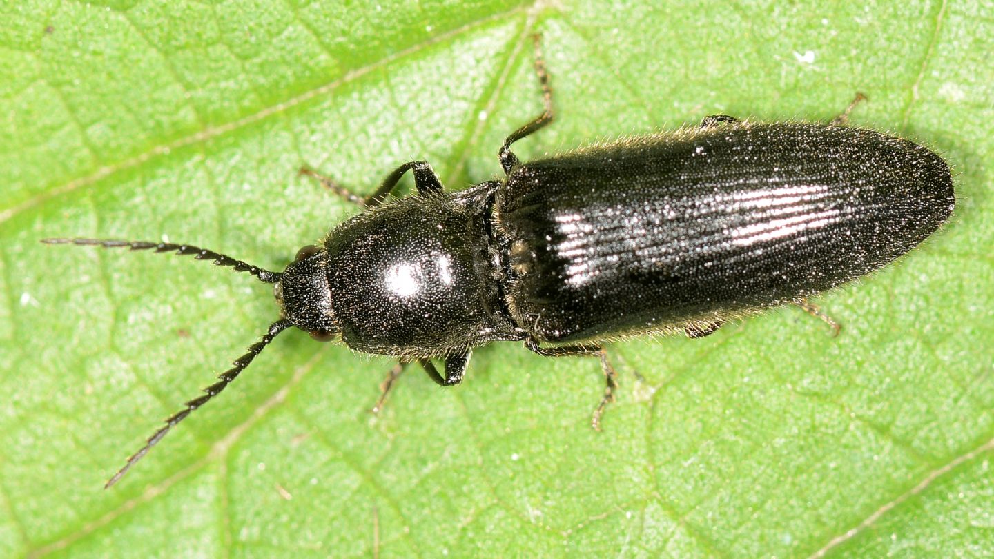 Elateridae: Hemicrepidius hirtus