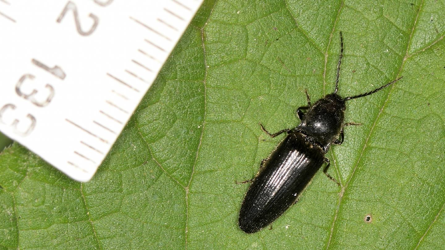 Elateridae: Hemicrepidius hirtus