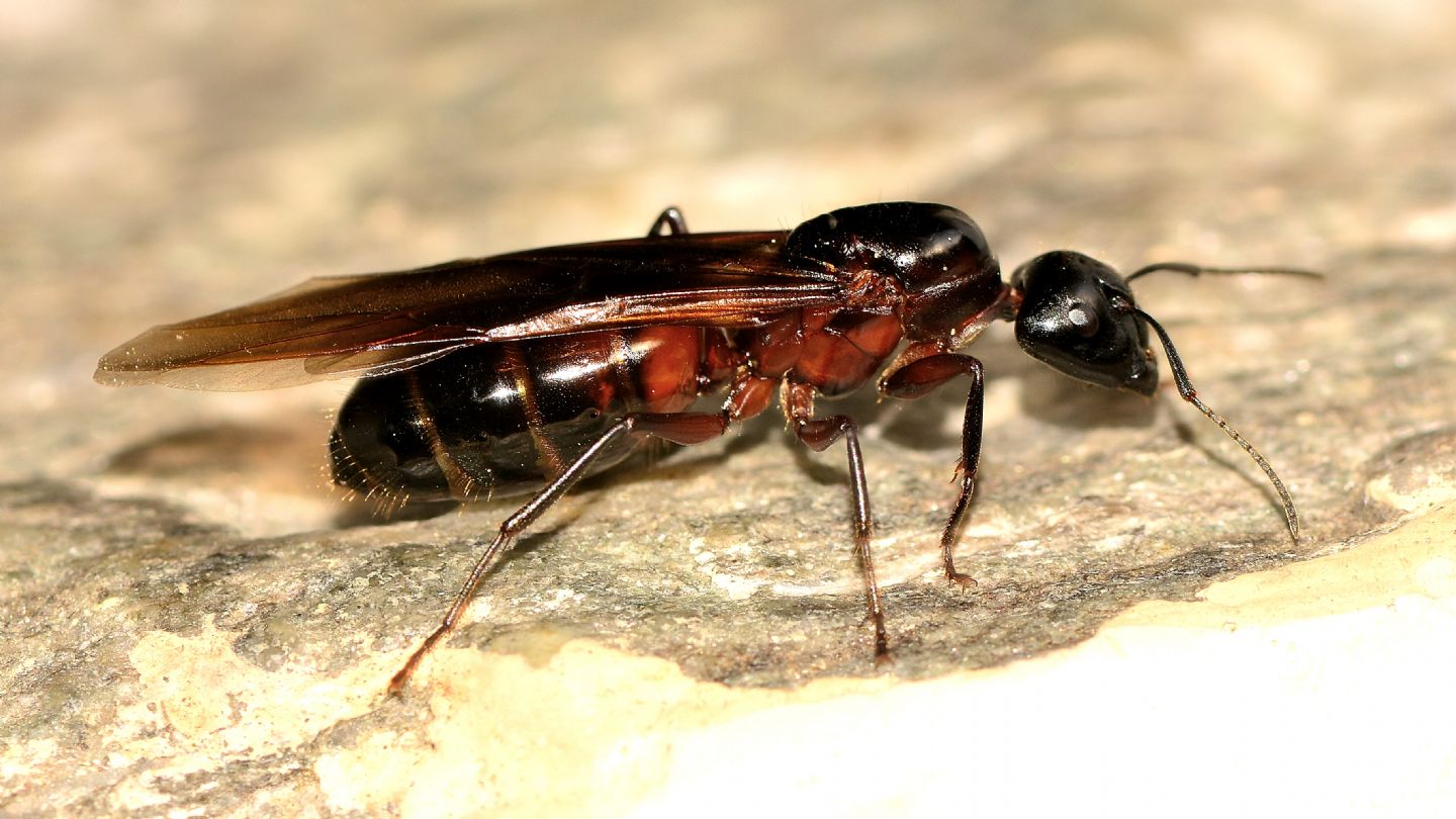 Formicidae: femmina di Camponotus cfr. ligniperda