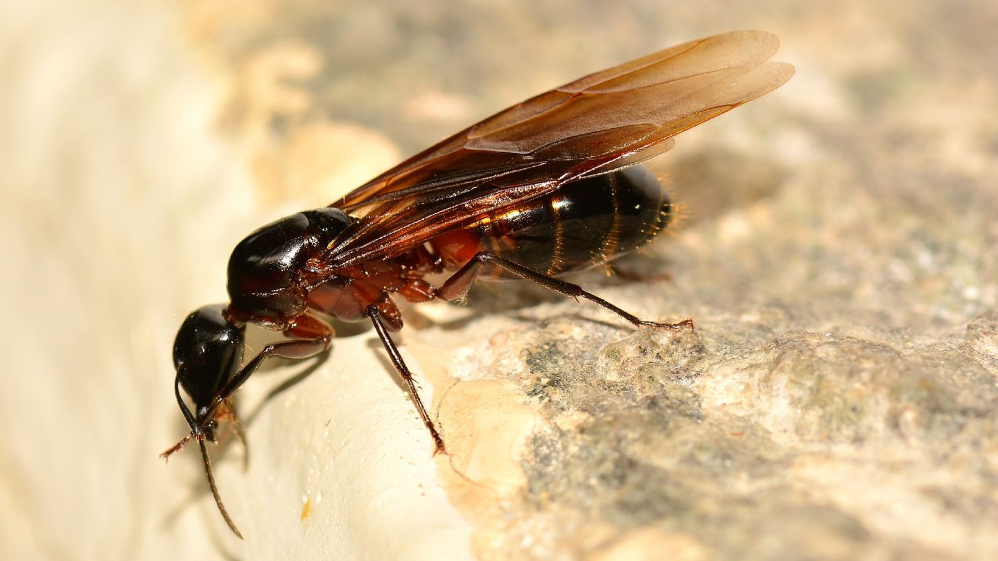 Formicidae: femmina di Camponotus cfr. ligniperda