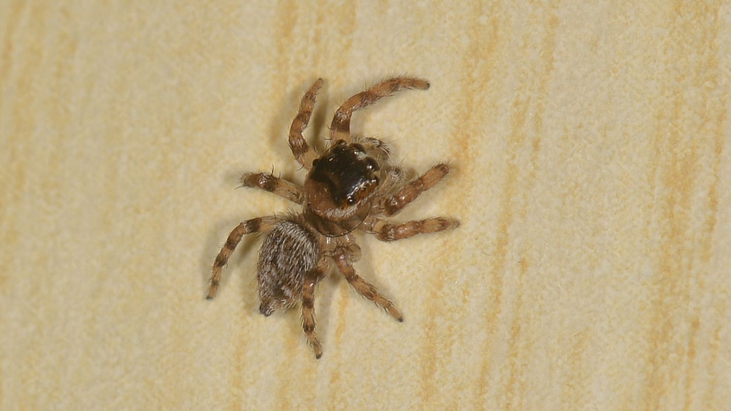 Salticidae dal Giglio