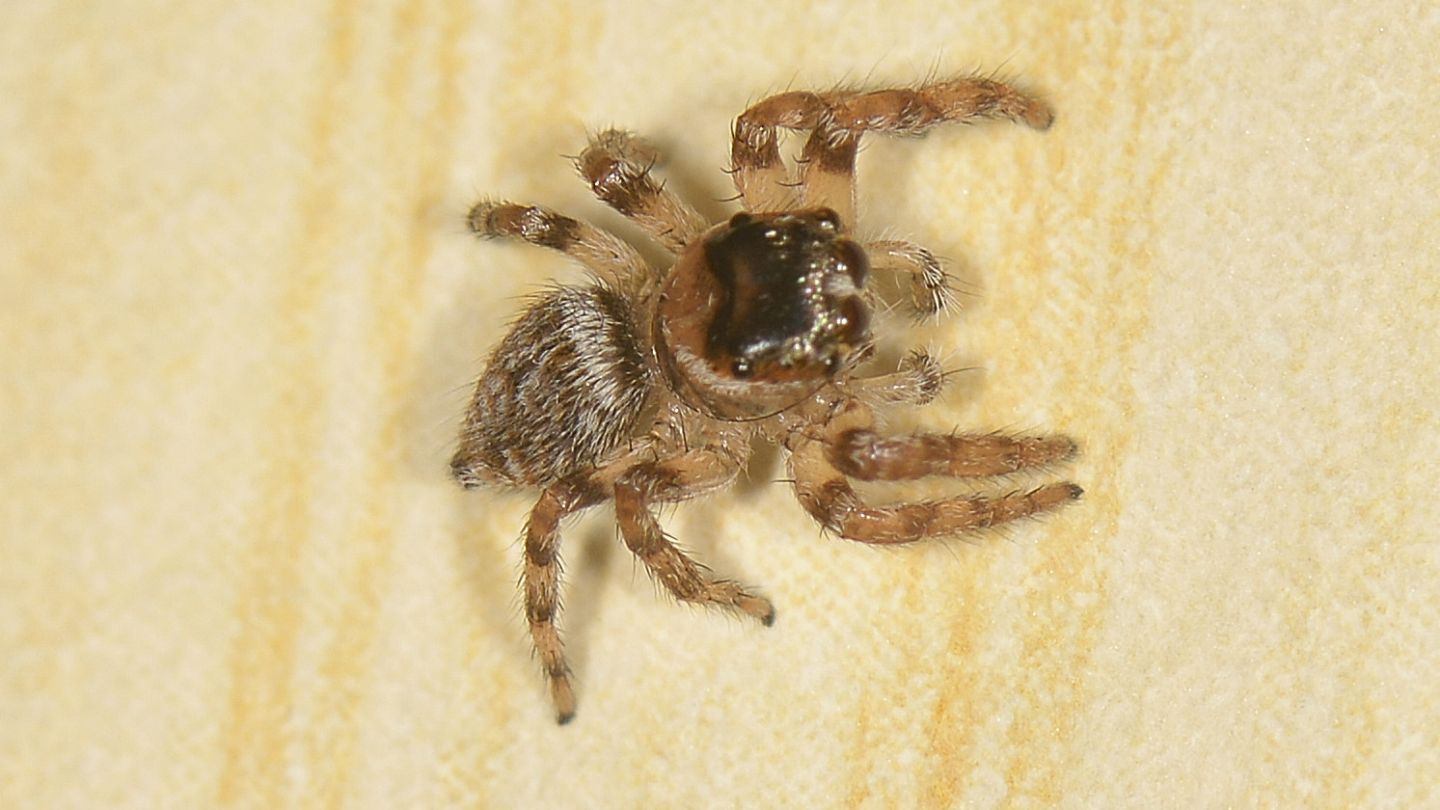 Salticidae dal Giglio