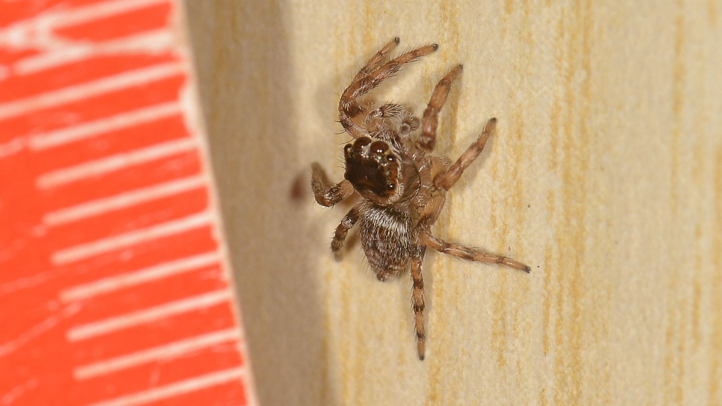 Salticidae dal Giglio