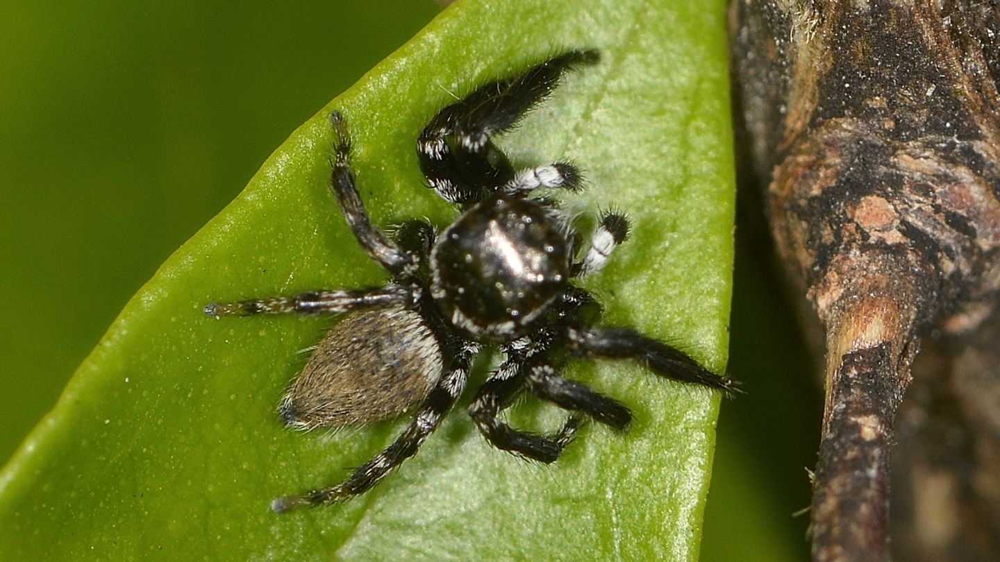 Altro Salticidae dal Giglio