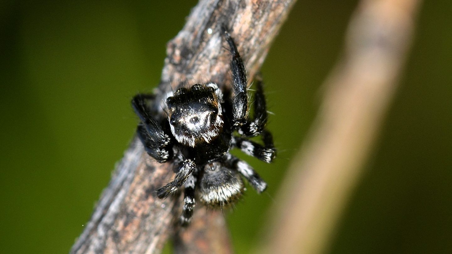 Altro Salticidae dal Giglio