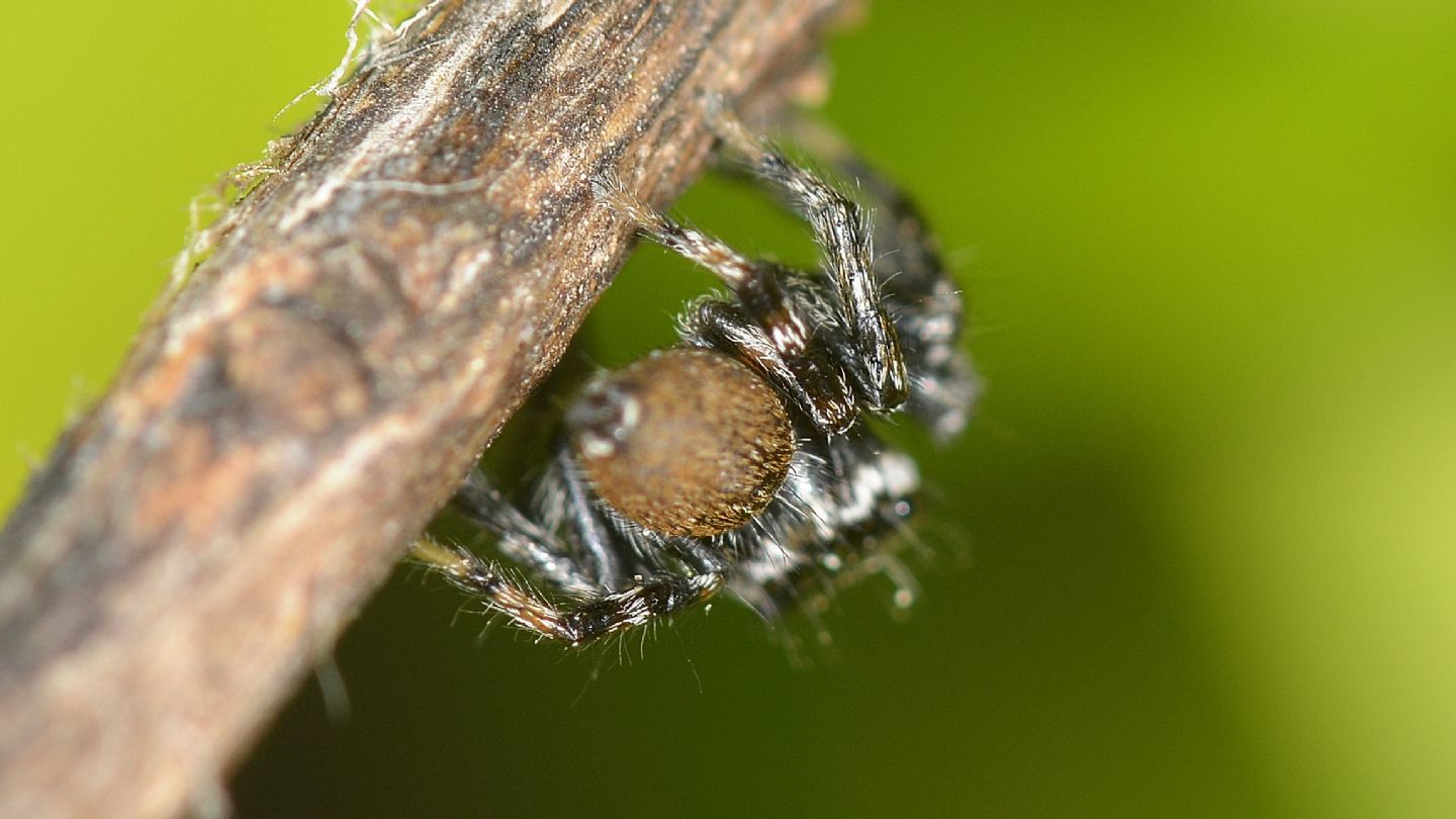 Altro Salticidae dal Giglio