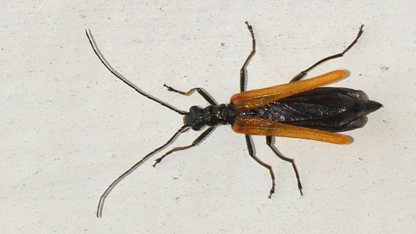 Oedemeridae: femmina di Oedemera femorata