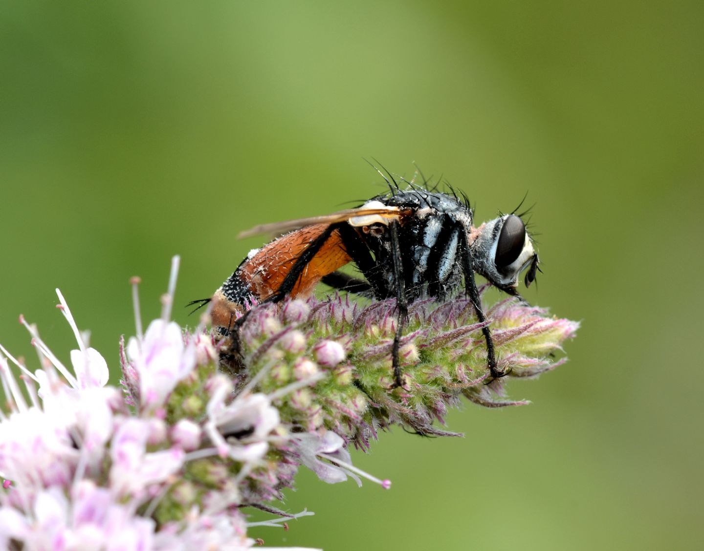 Tachinidae da id