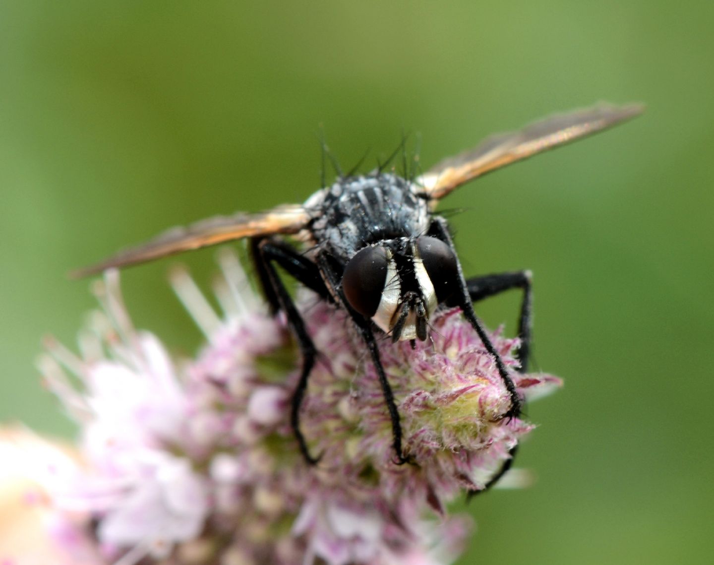 Tachinidae da id