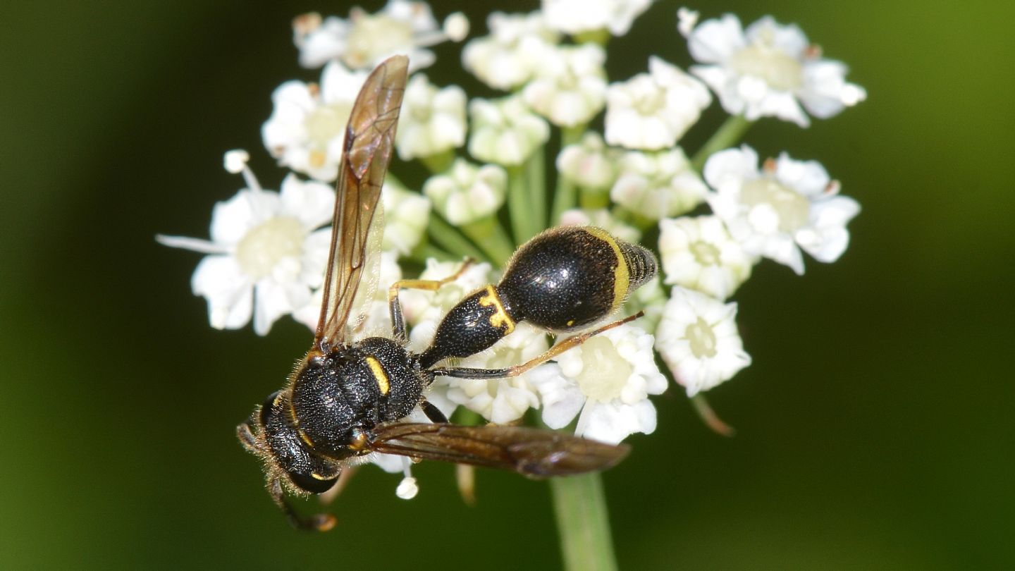 Vespidae Eumeninae: maschio di Eumenes coronatus