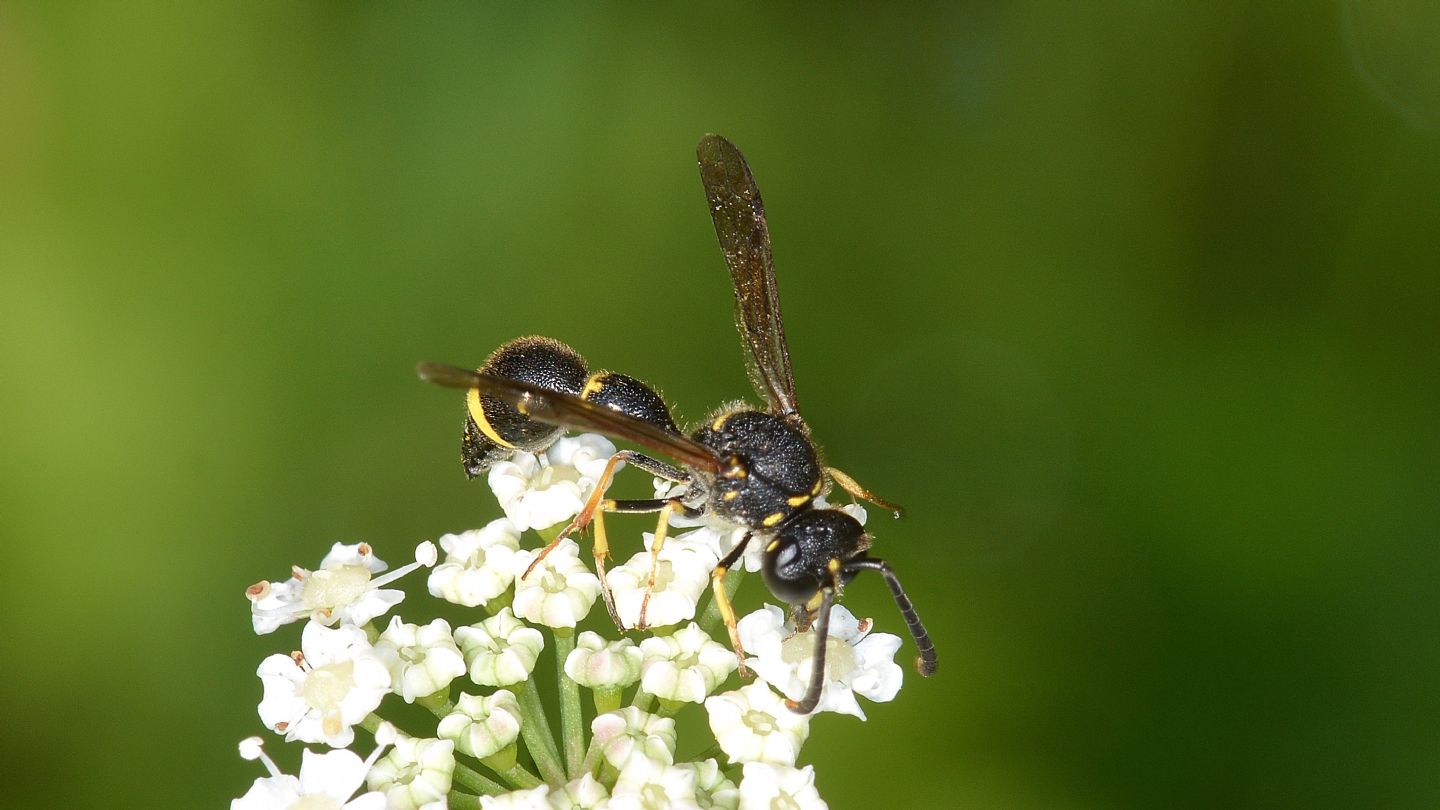 Vespidae Eumeninae: maschio di Eumenes coronatus