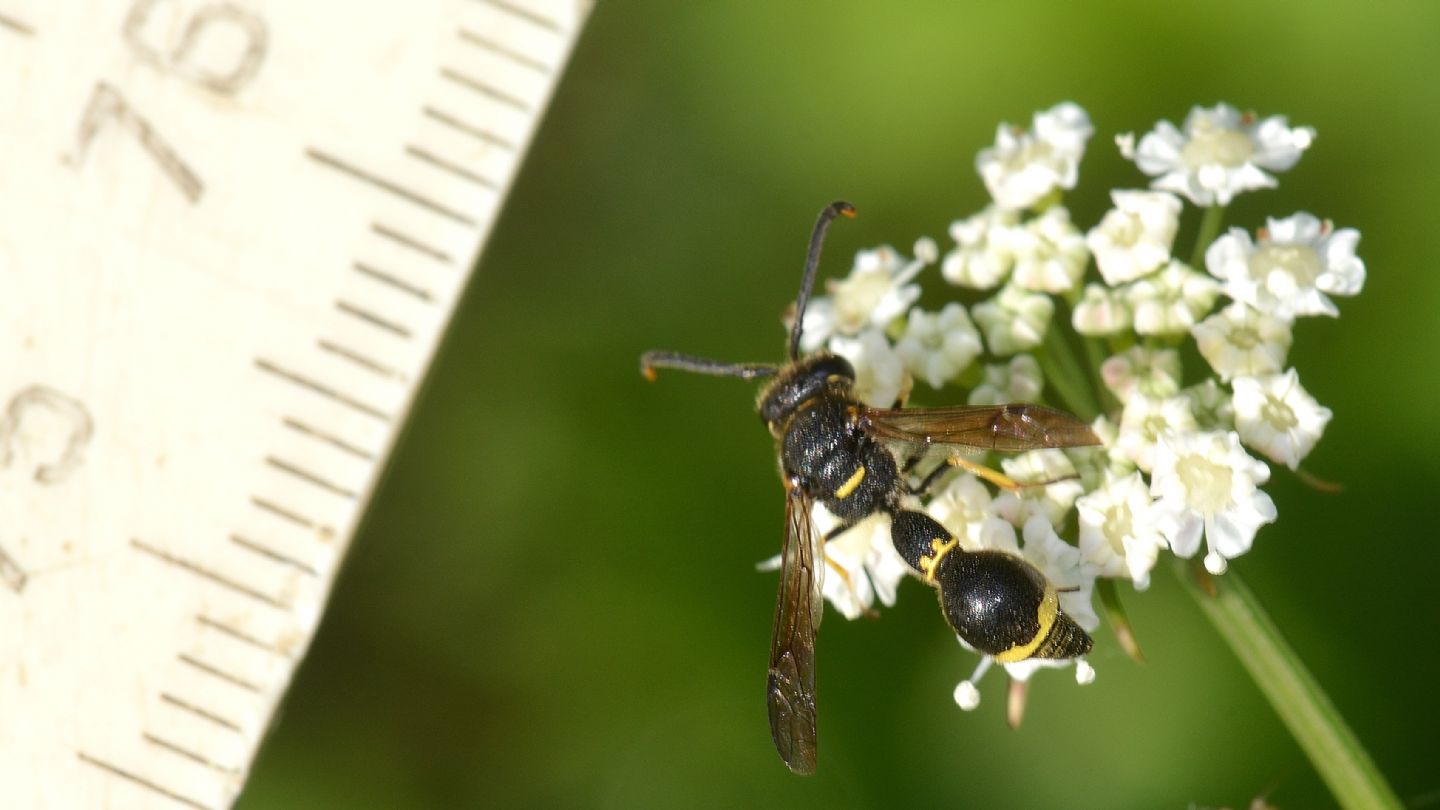 Vespidae Eumeninae: maschio di Eumenes coronatus