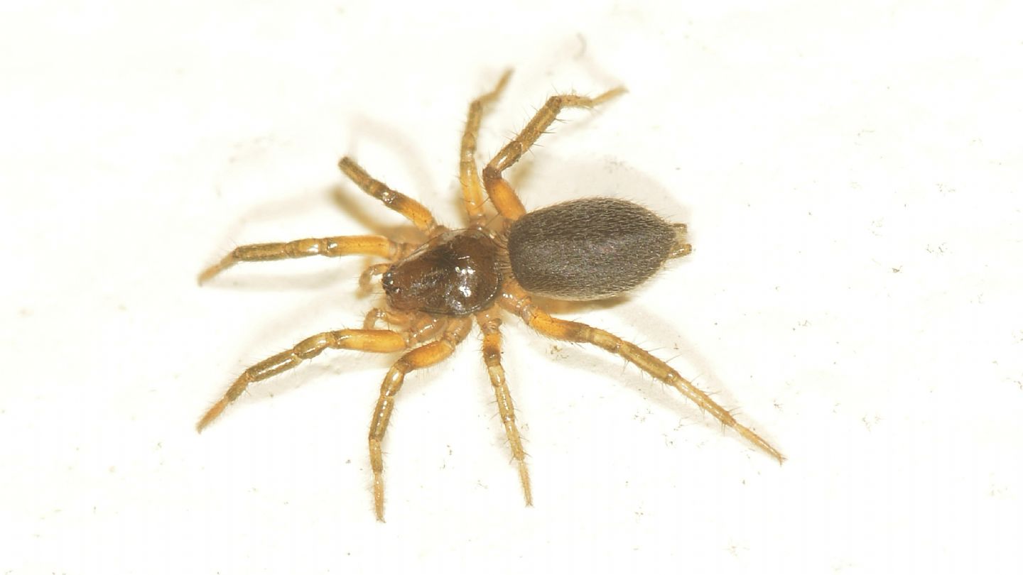 Gnaphosidae ?