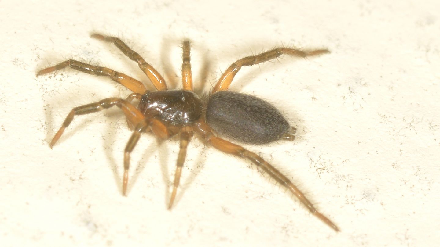 Gnaphosidae ?