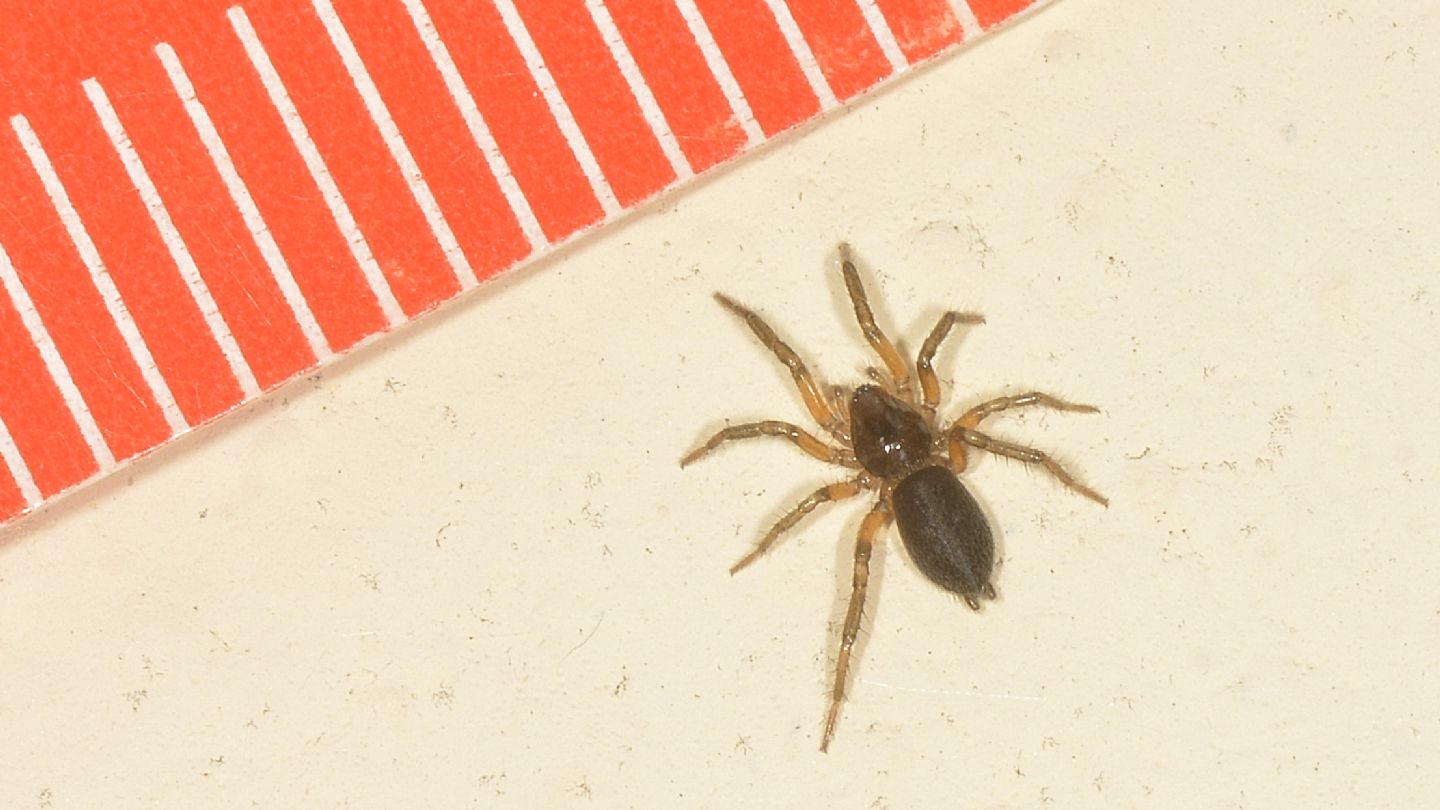 Gnaphosidae ?