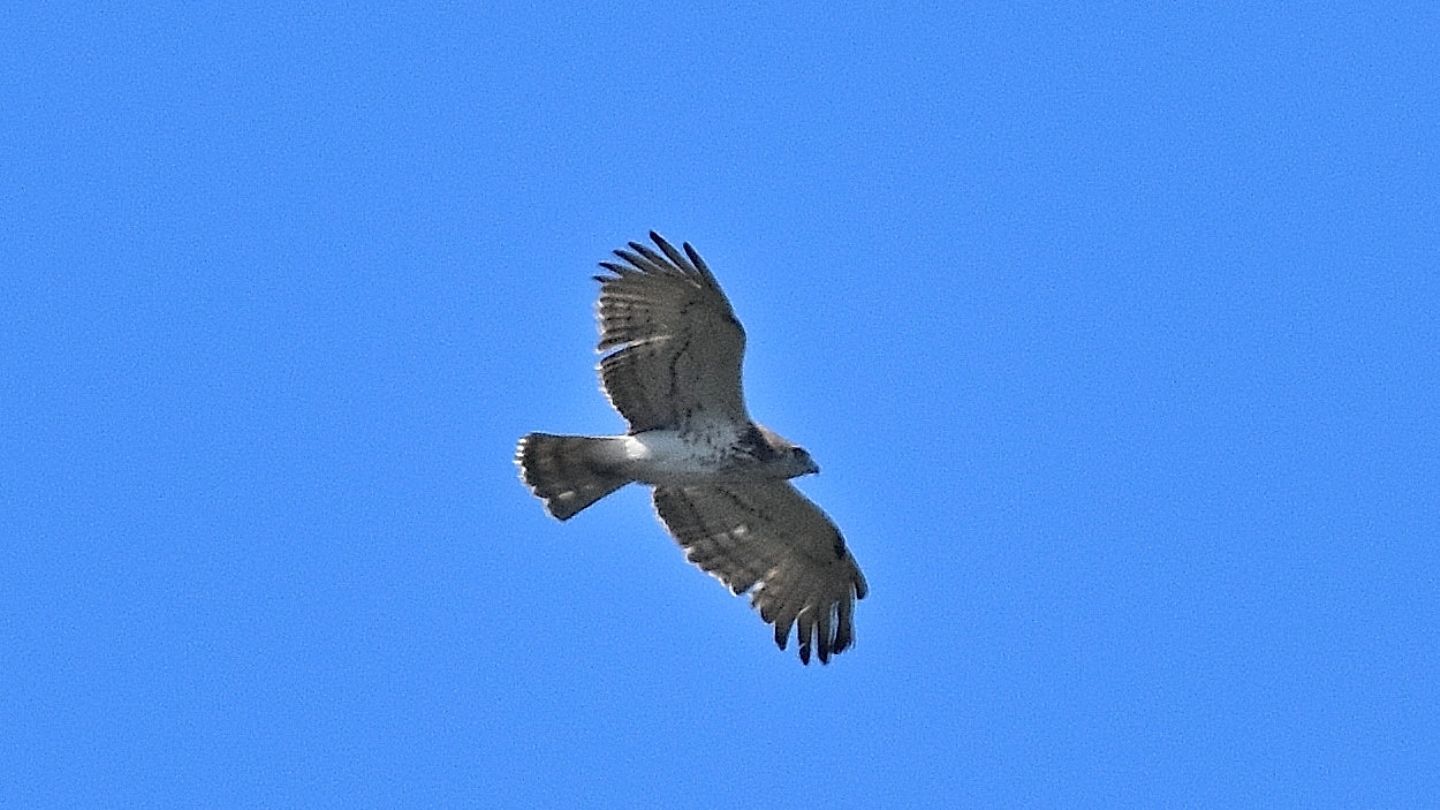 Rapace dal Giglio