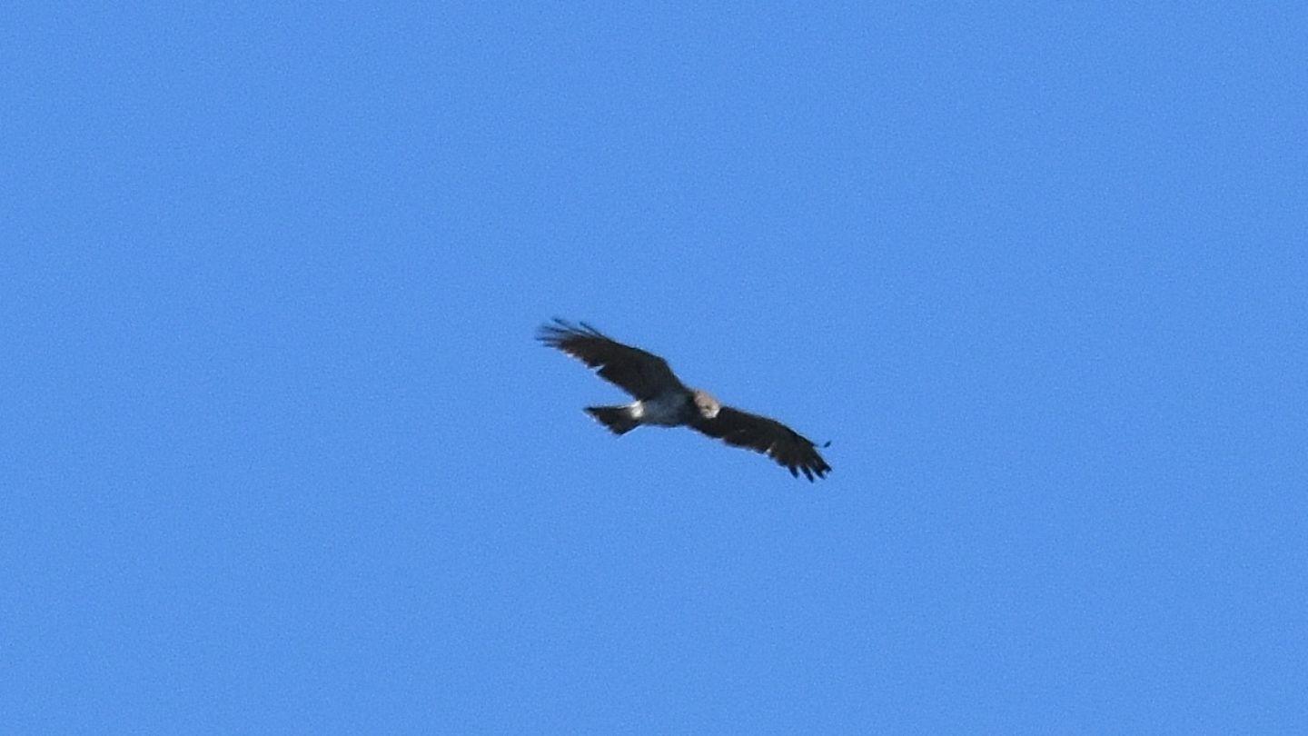 Rapace dal Giglio